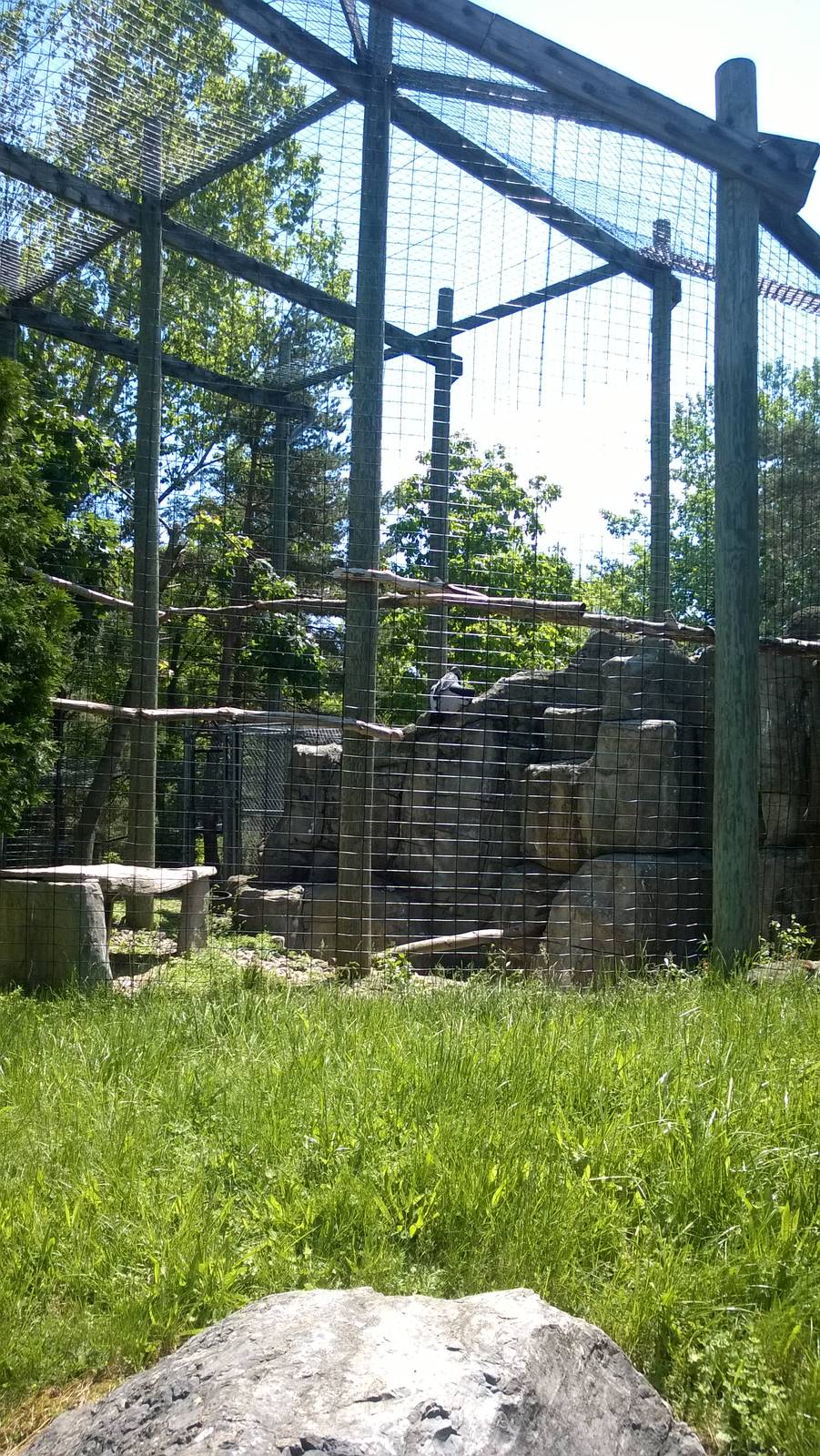 Andean Condor Exhibit