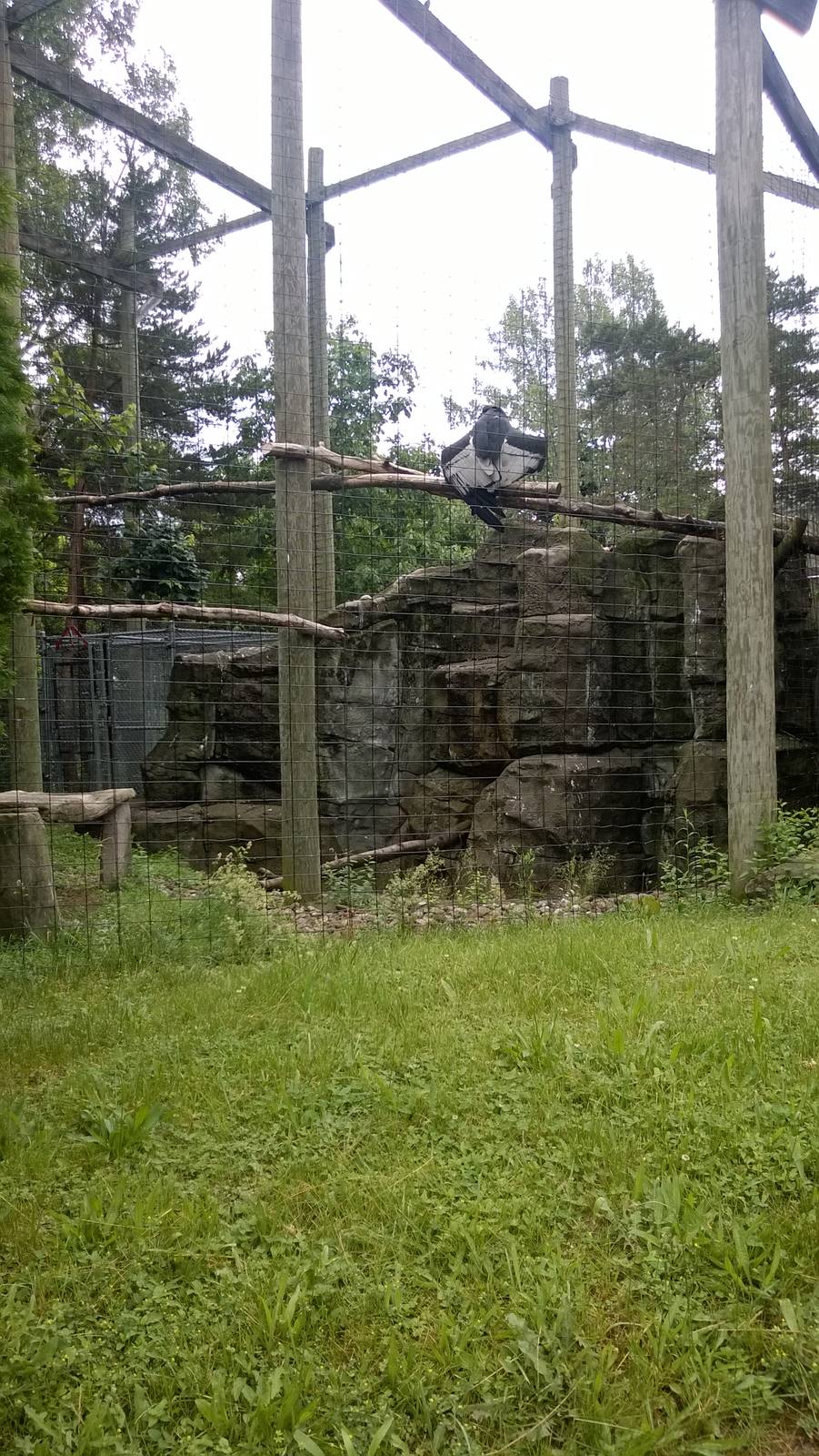 Andean Condor Exhibit