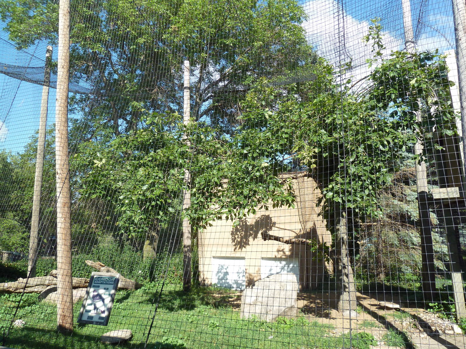 Andean Condor Exhibit