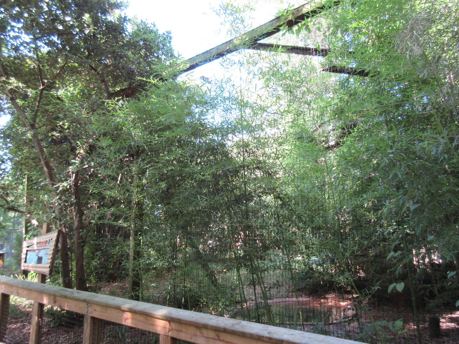 Andean Condor Exhibit