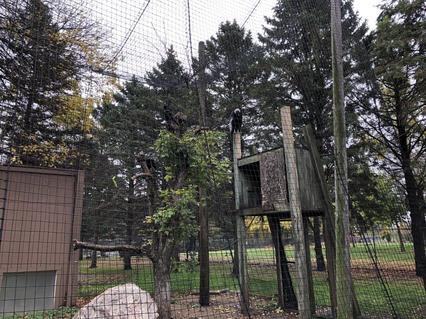 Andean Condor exhibit