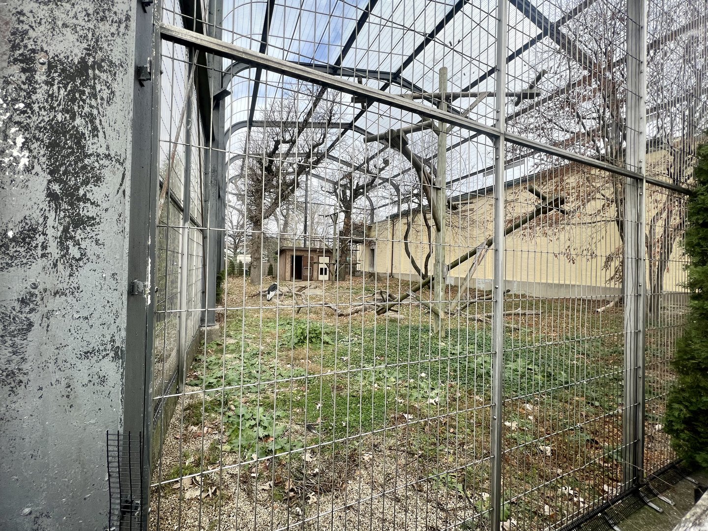 Andean Condor Exhibit