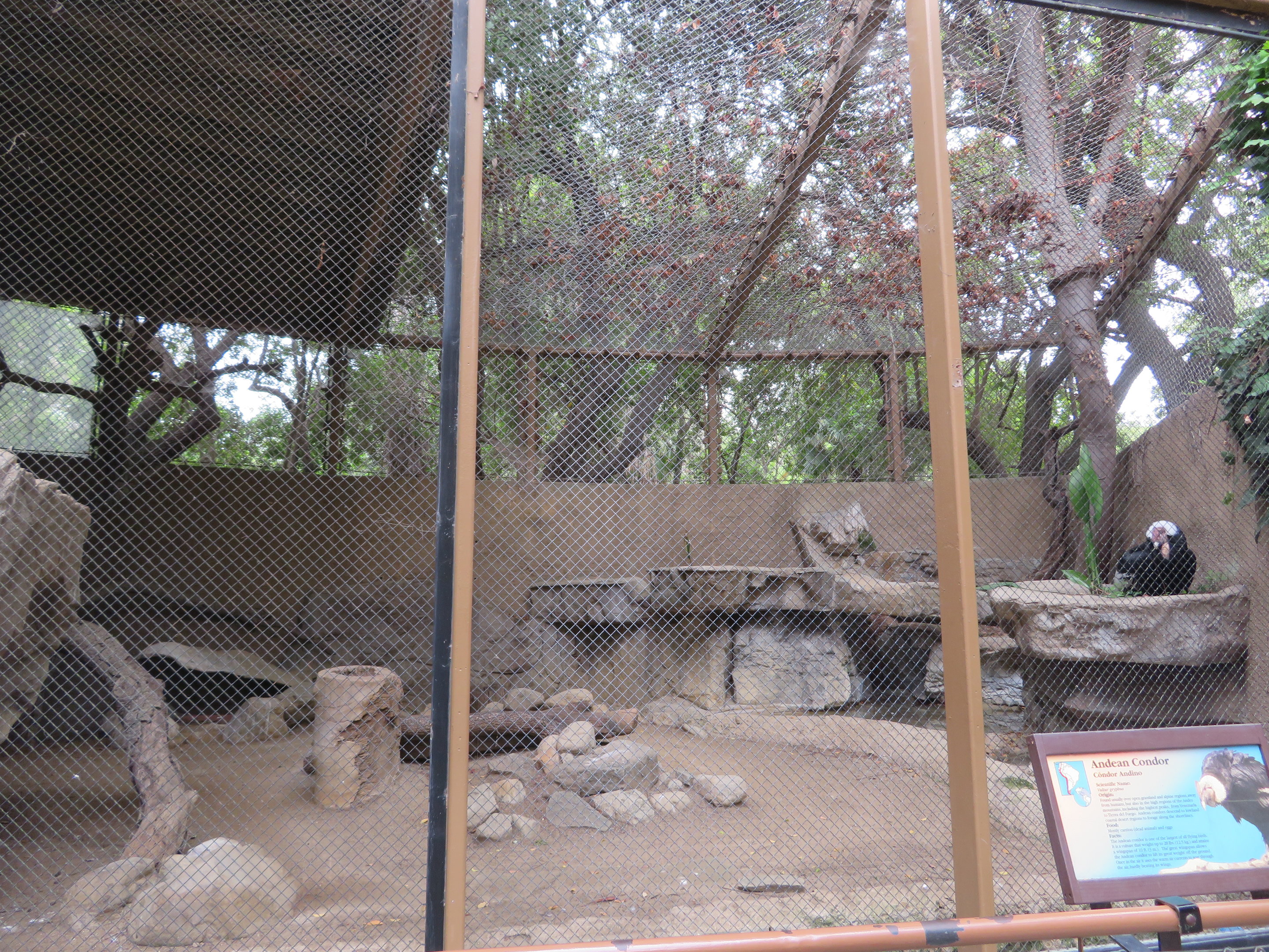 Andean Condor Exhibit