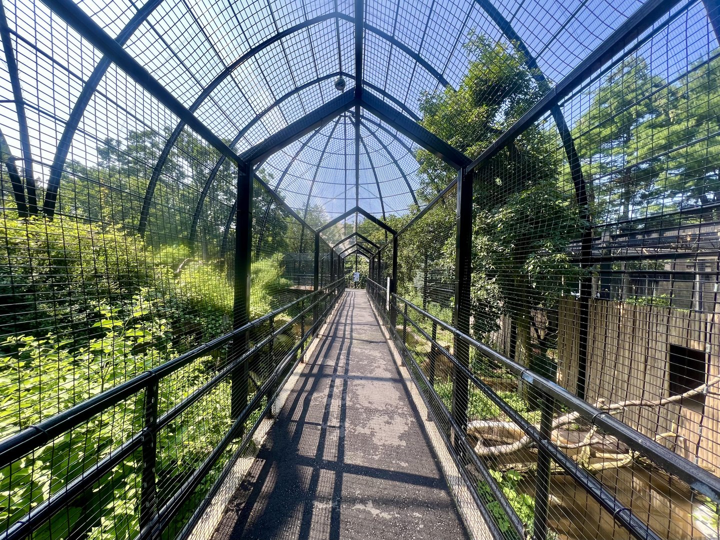 Andean Condor Exhibit