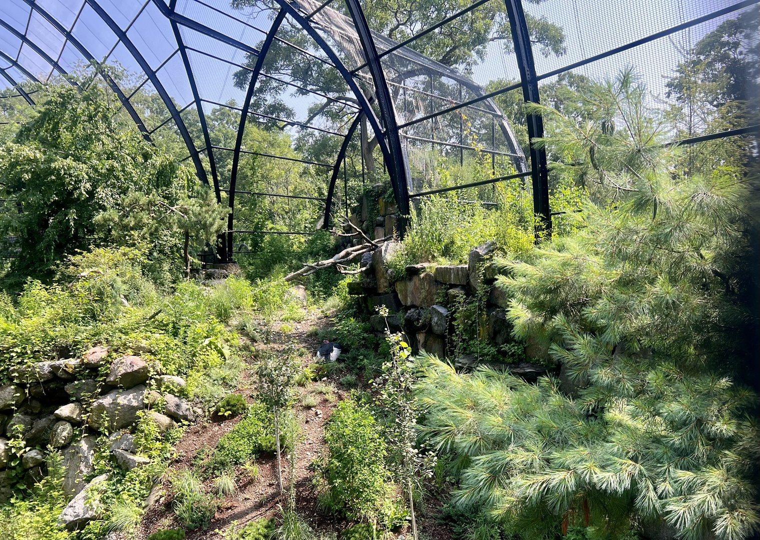 Andean Condor Exhibit