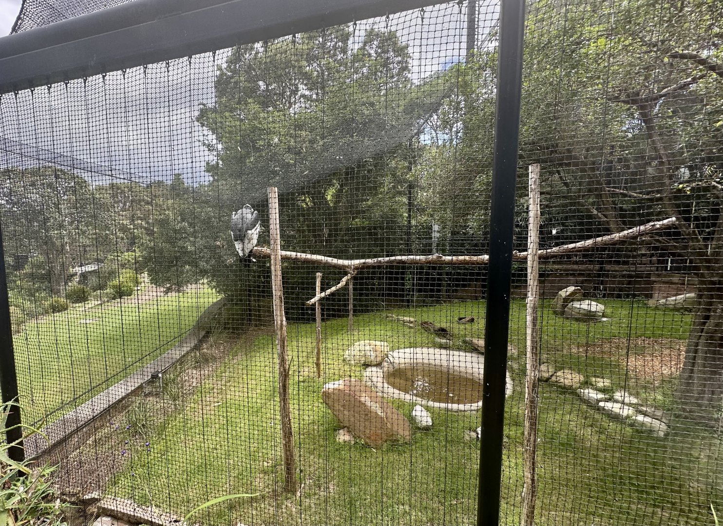 Andean Condor Exhibit