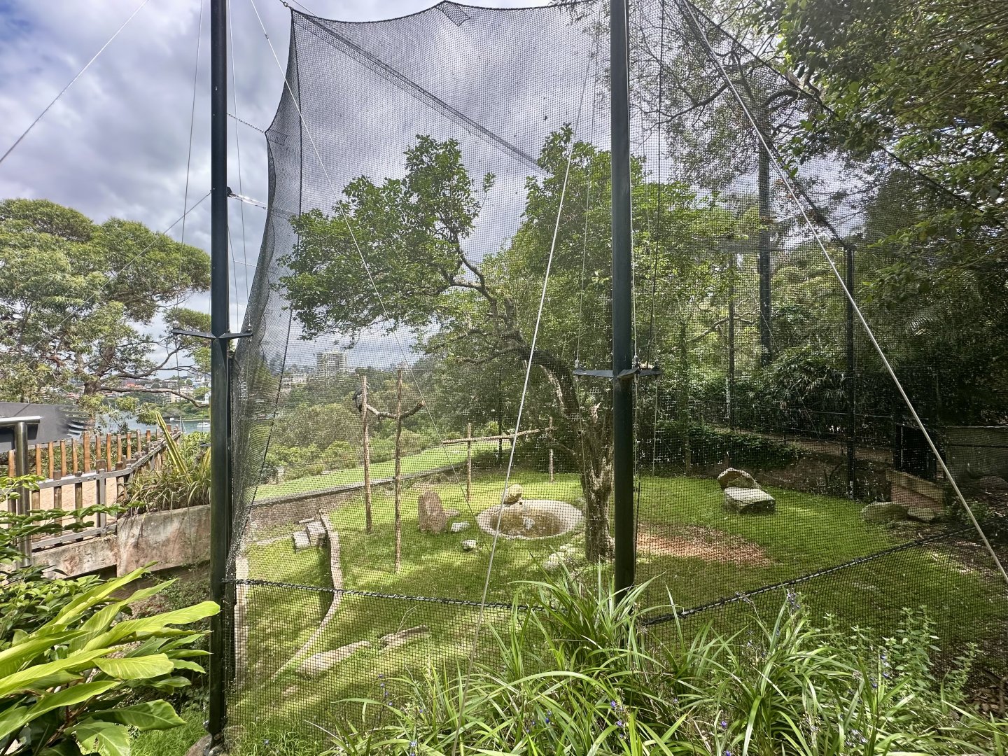 Andean Condor Exhibit