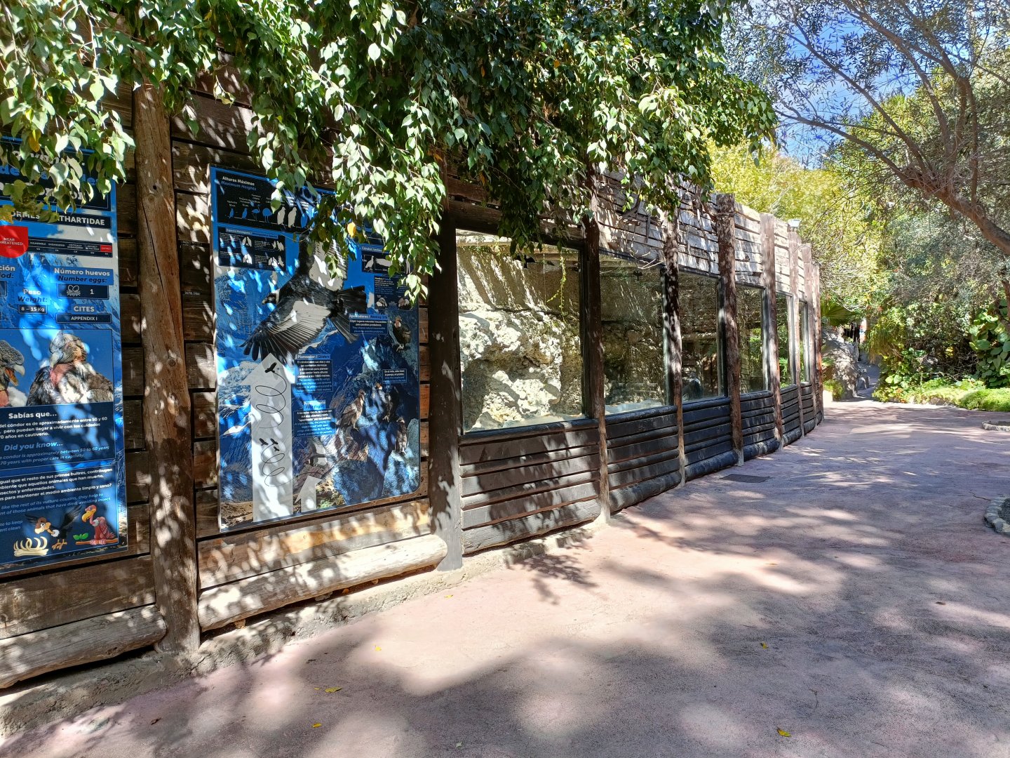 Andean condor exhibit