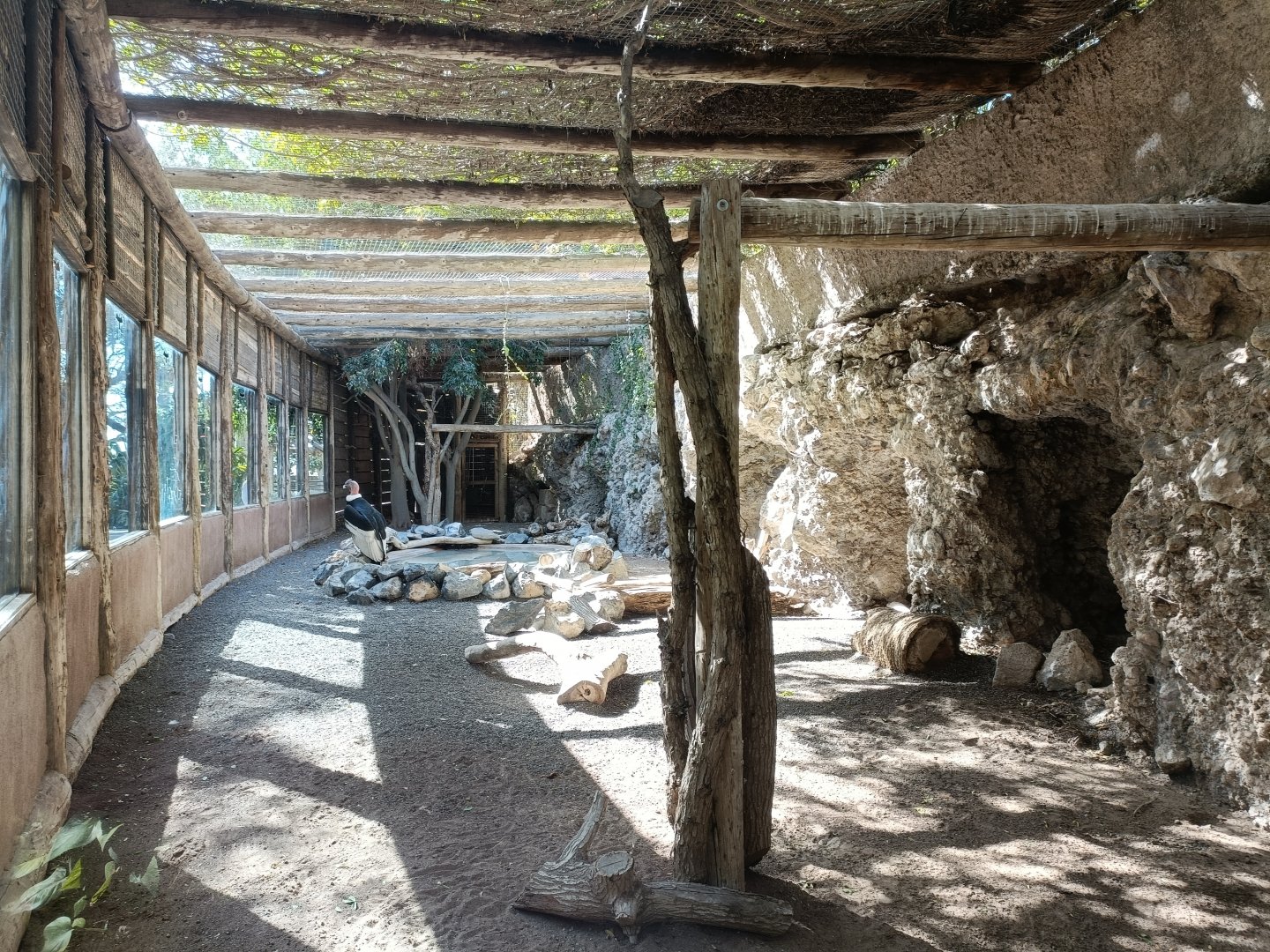 Andean condor exhibit