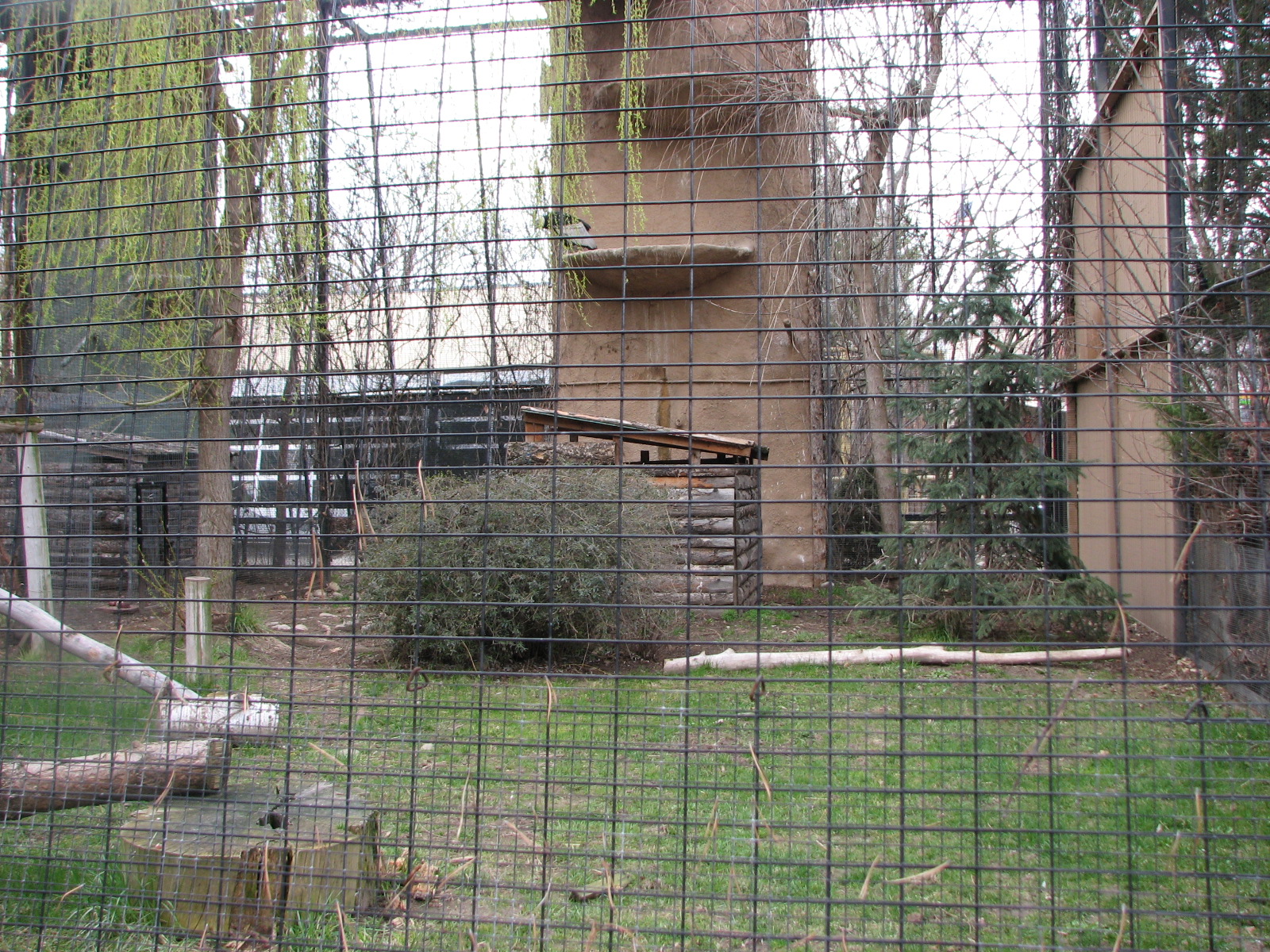 Andean Condor Exhibit
