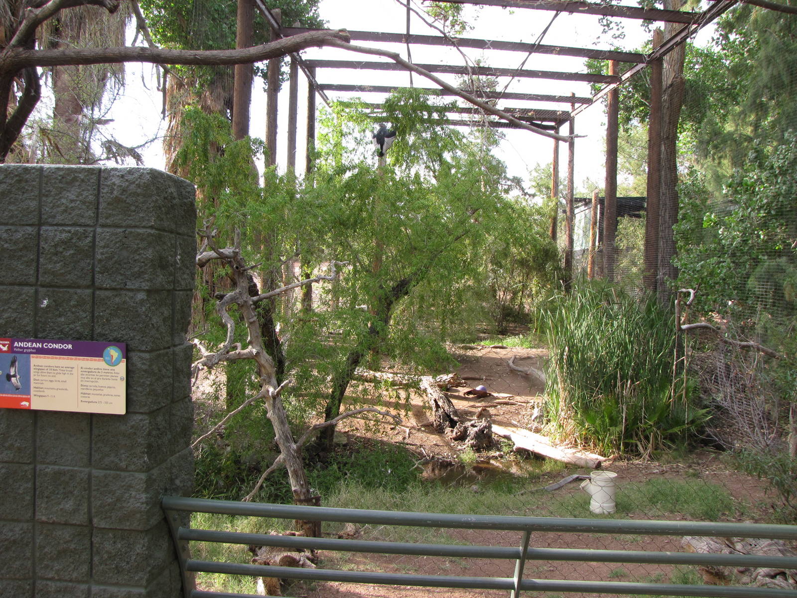 Andean Condor Exhibit