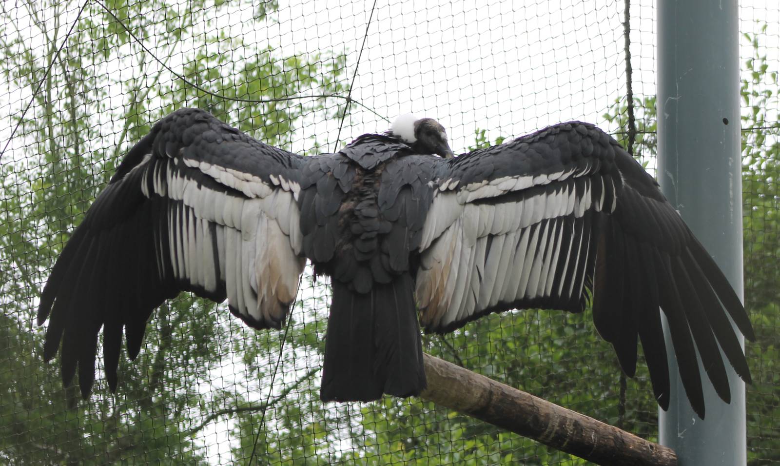 Andean condor female