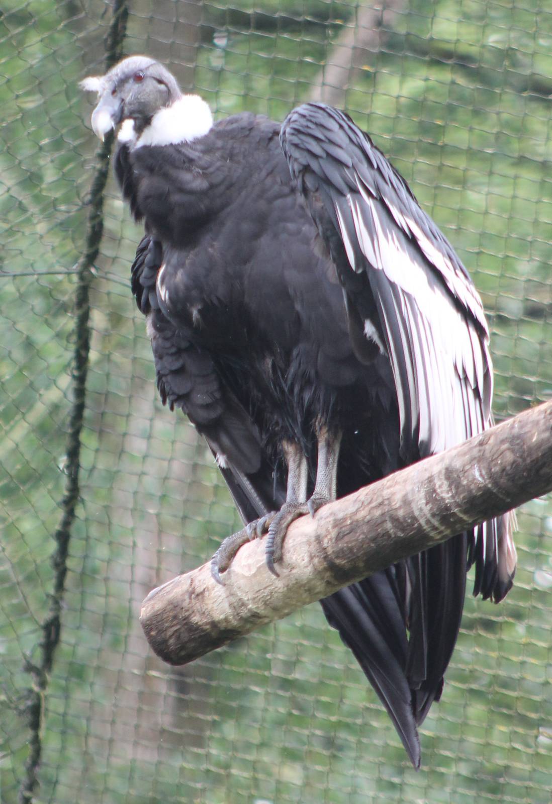 Andean condor female