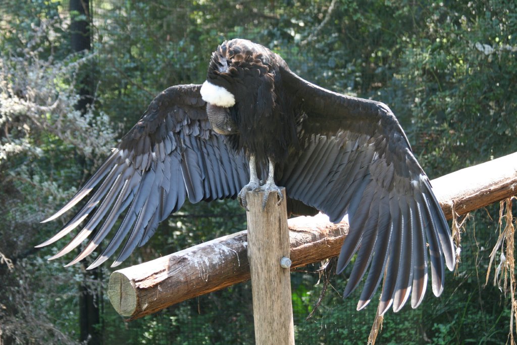 Andean Condor female