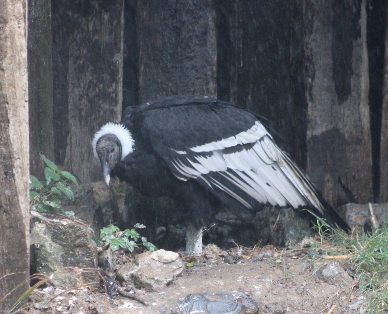 Andean condor - female