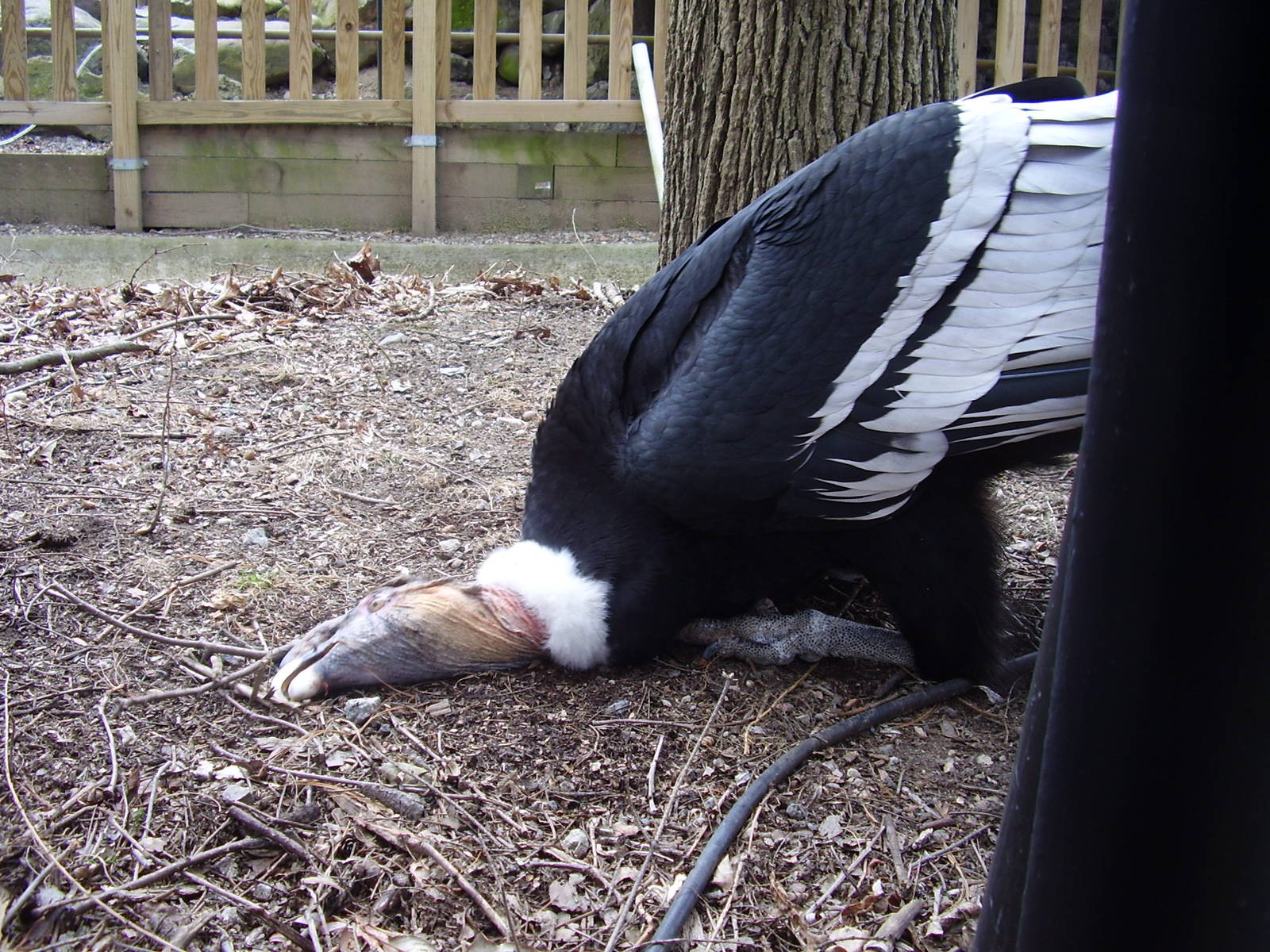 Andean Condor- FPZ APR07 VI