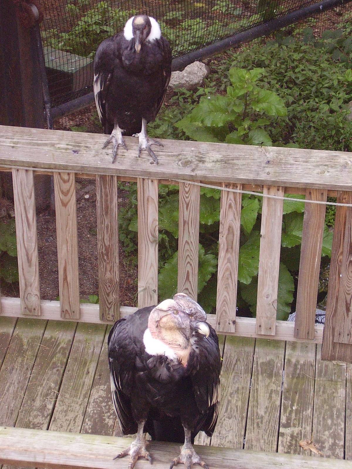 Andean Condor- FPZ JUN08 III