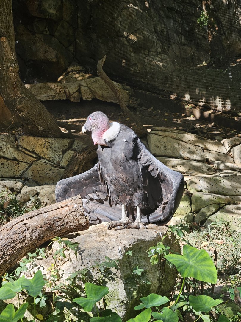 Andean condor gets some sun