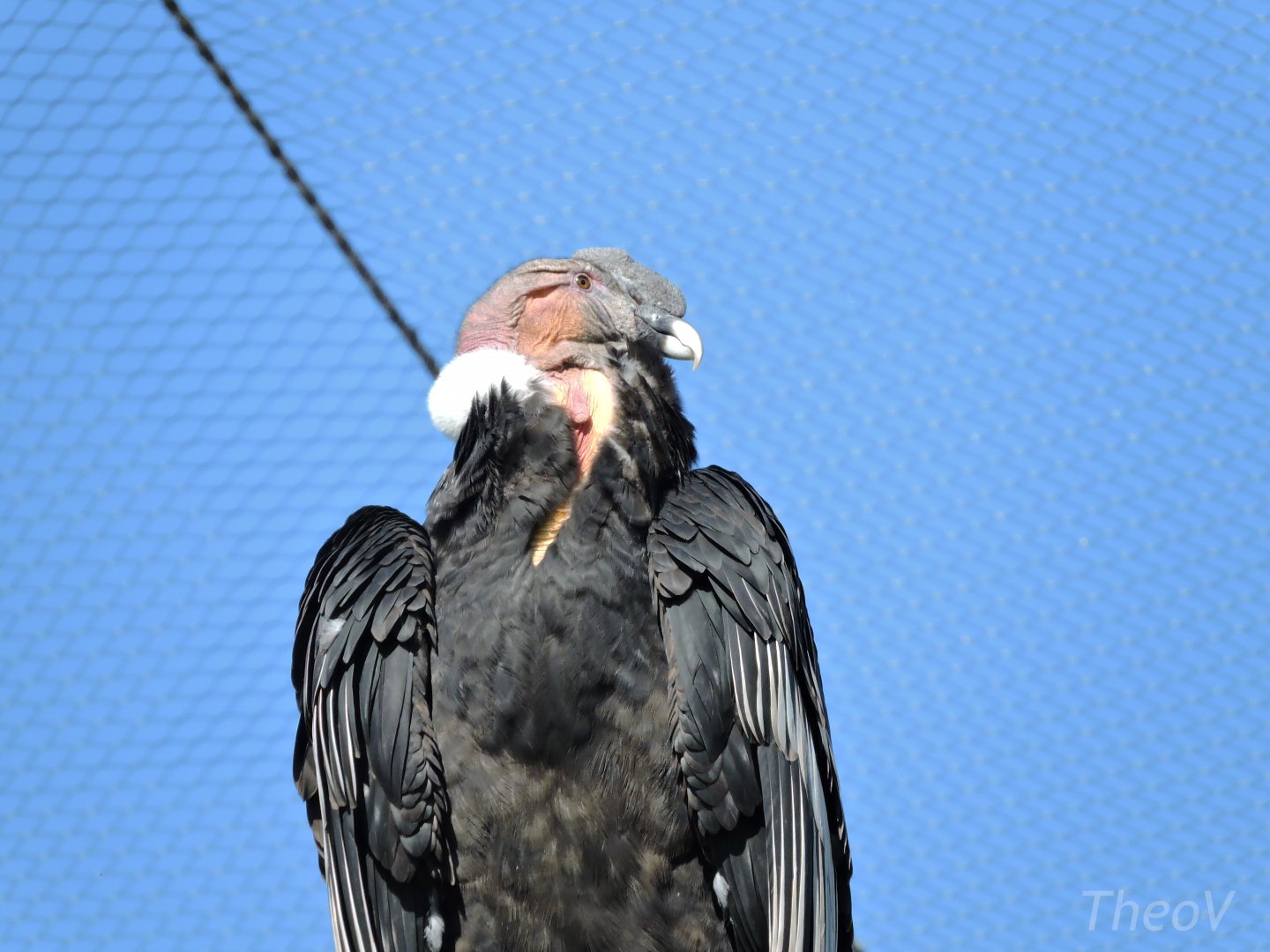 Andean condor - Grande volière sud-américaine [2015]