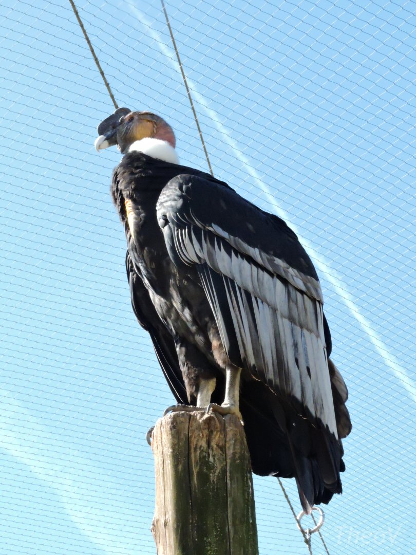 Andean condor - Grande volière sud-américaine [2015]