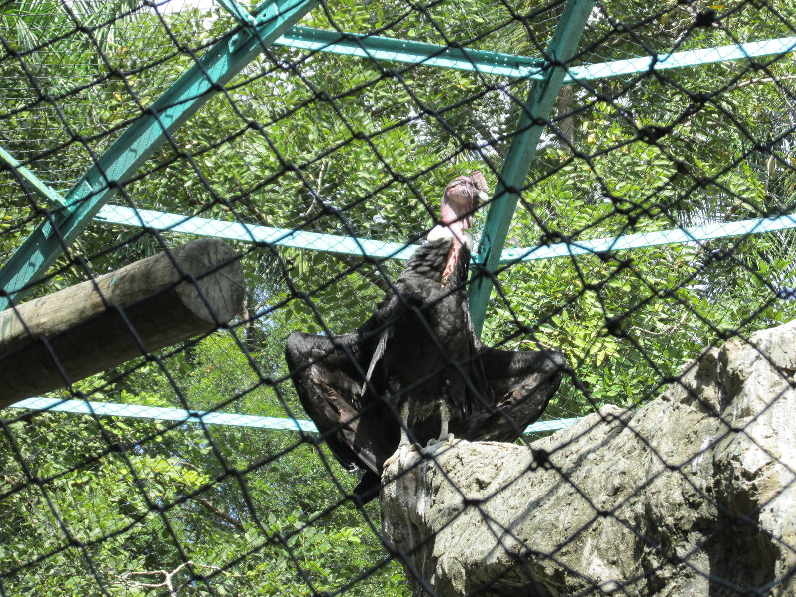 andean condor havana zoo