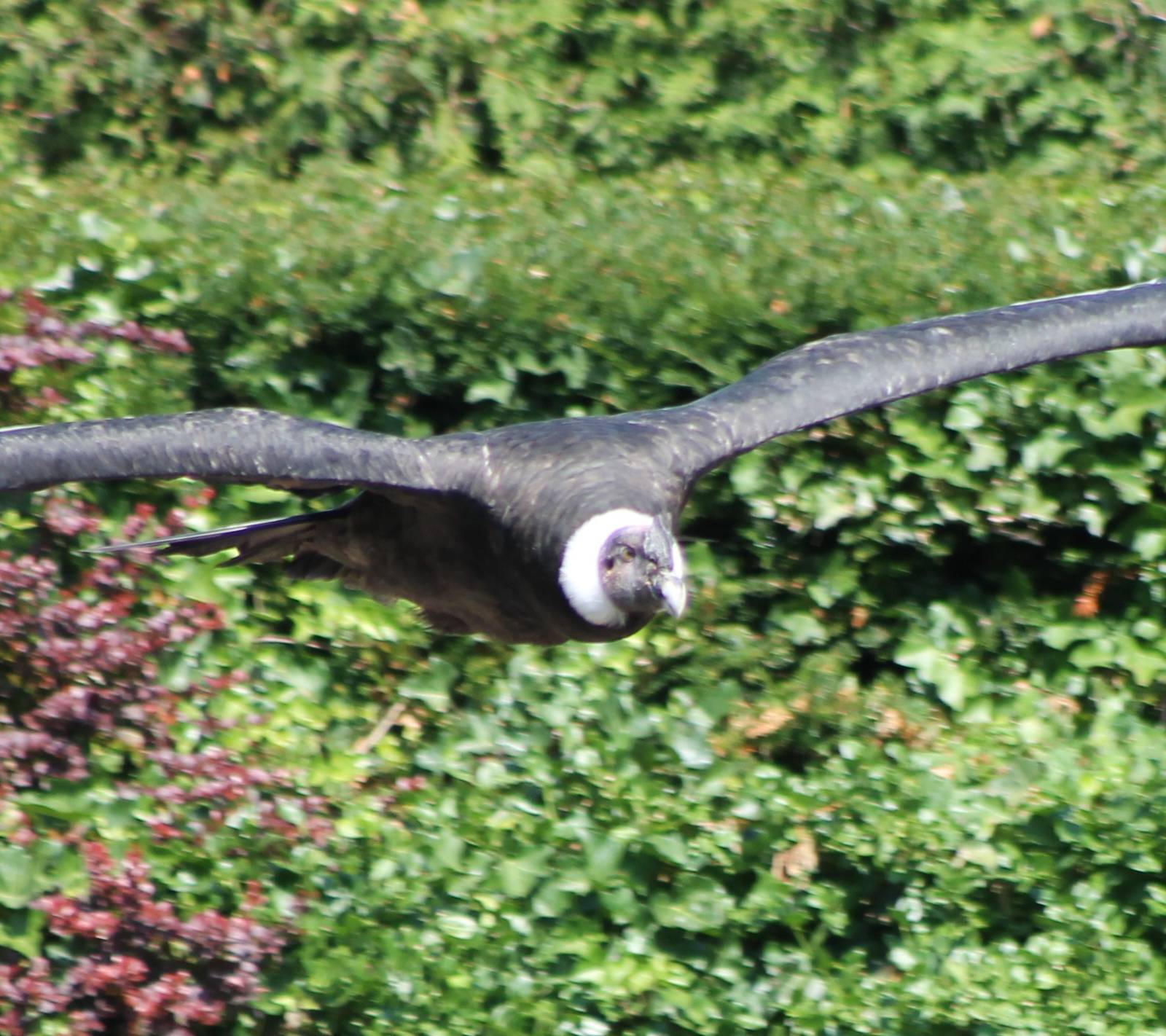 Andean condor in flight