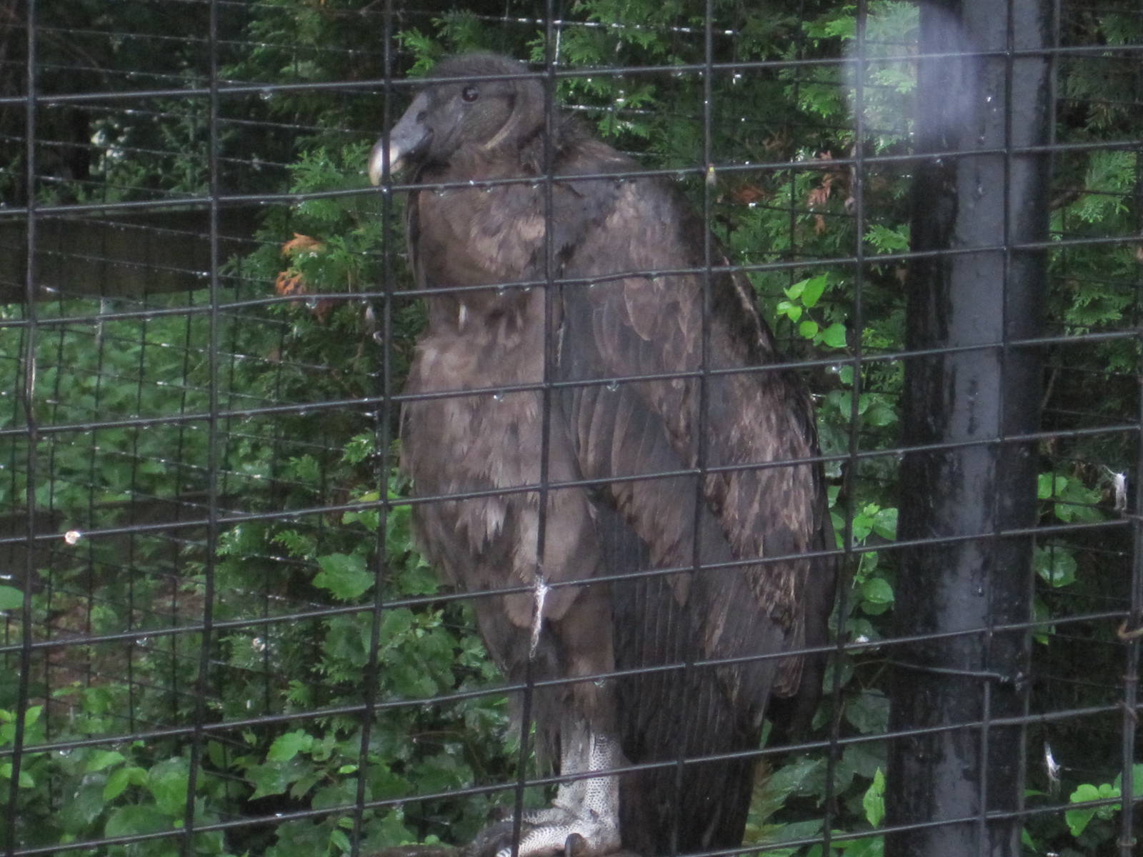 Andean Condor in Rain