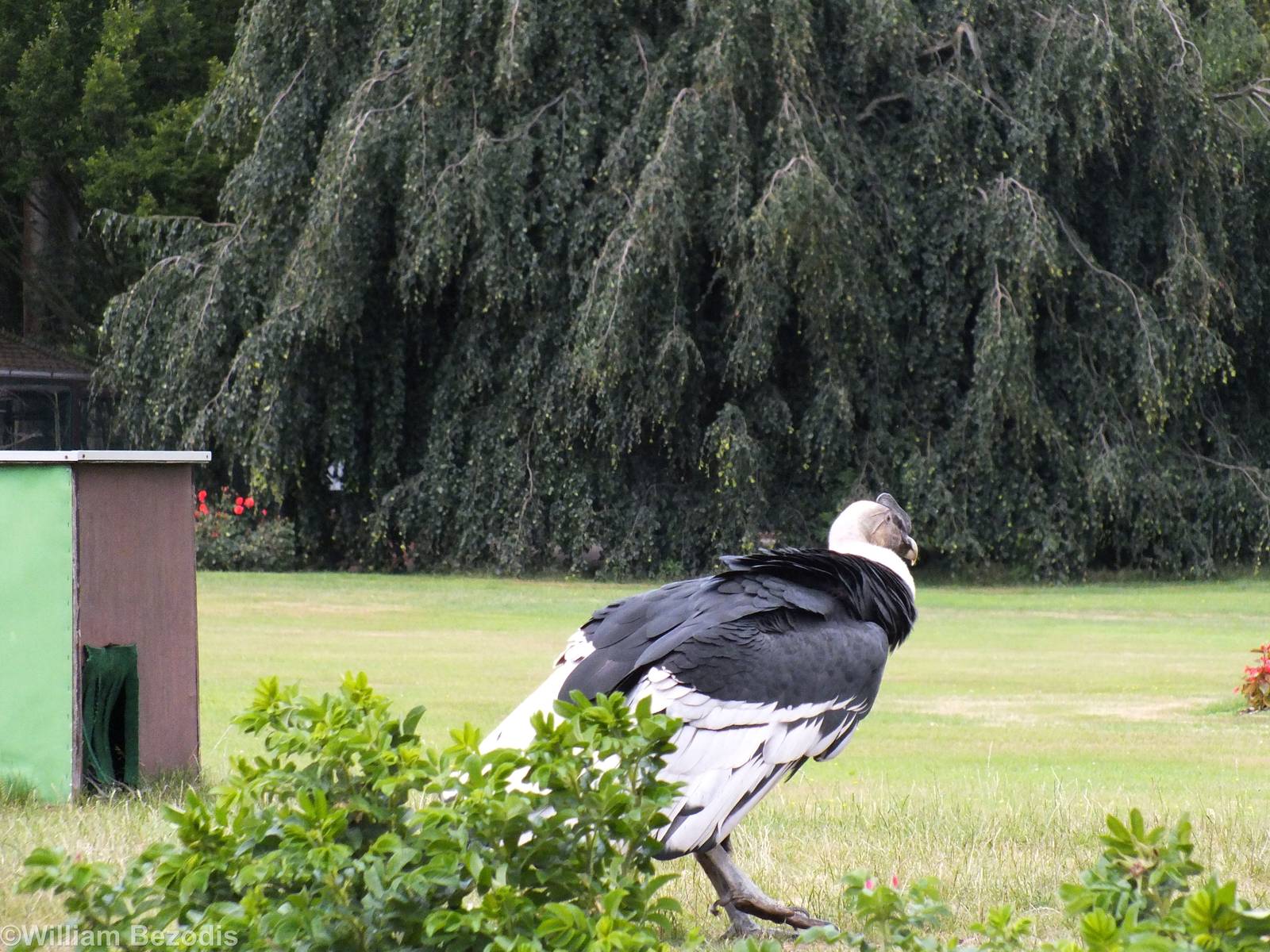 Andean Condor in the Show