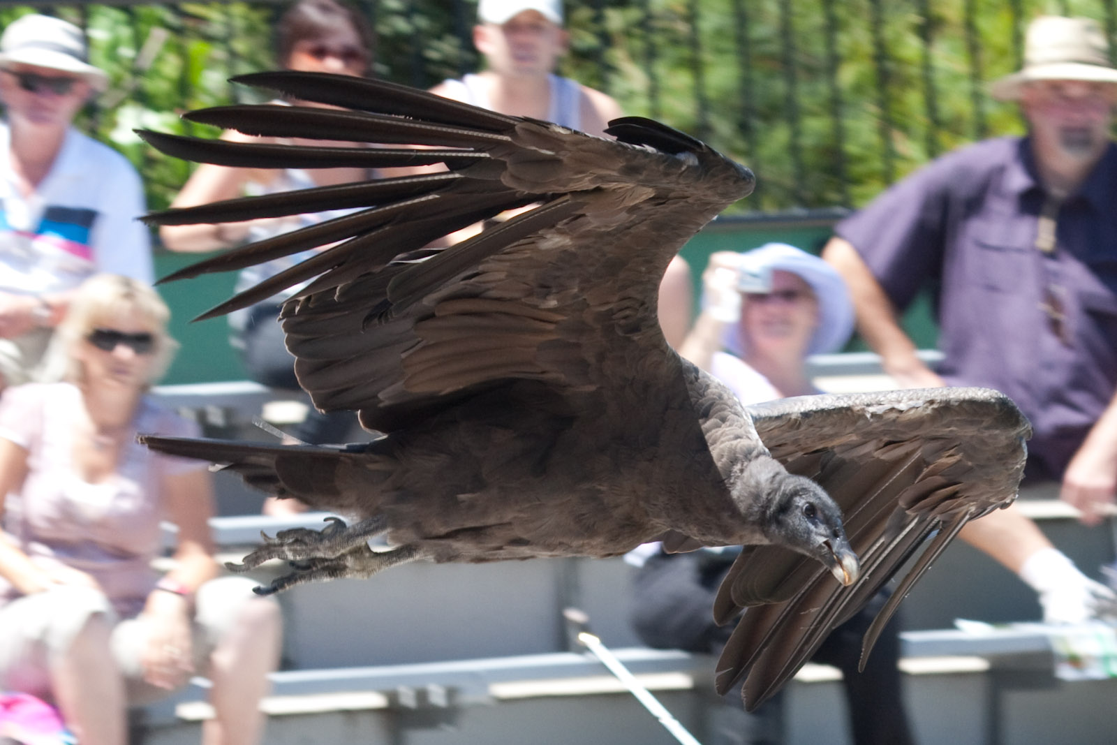 Andean Condor (juv) - Jan 2009