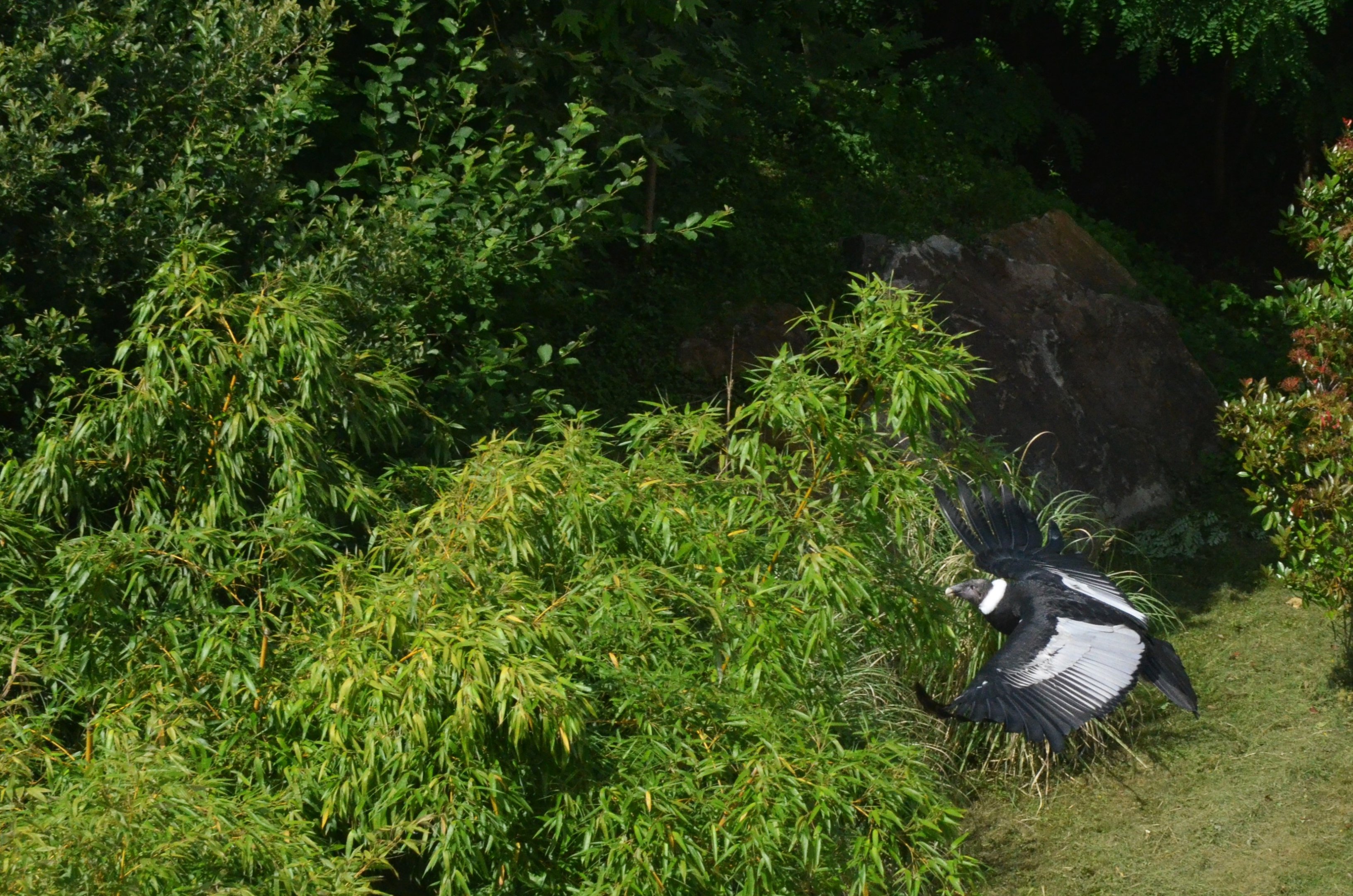 Andean Condor - Les Maîtres des Airs at Beauval, 12/06/18