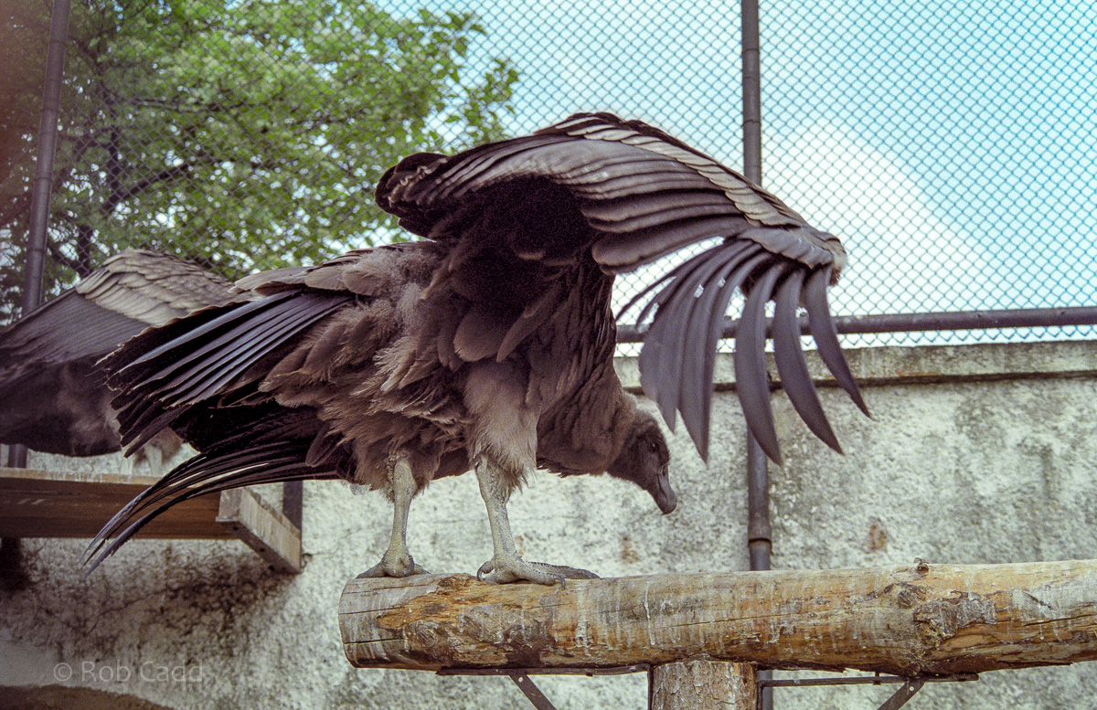 Andean condor : London : 1984