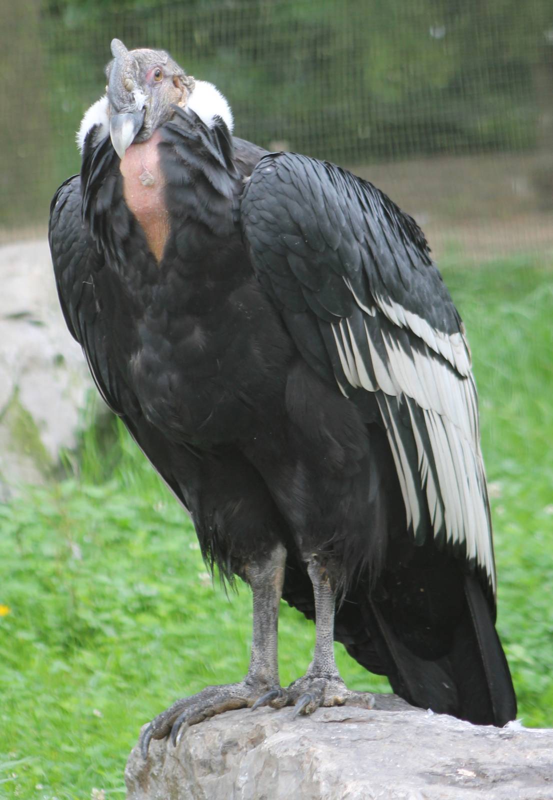 Andean condor male