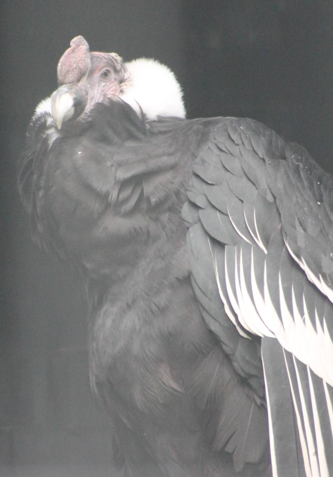 Andean condor male