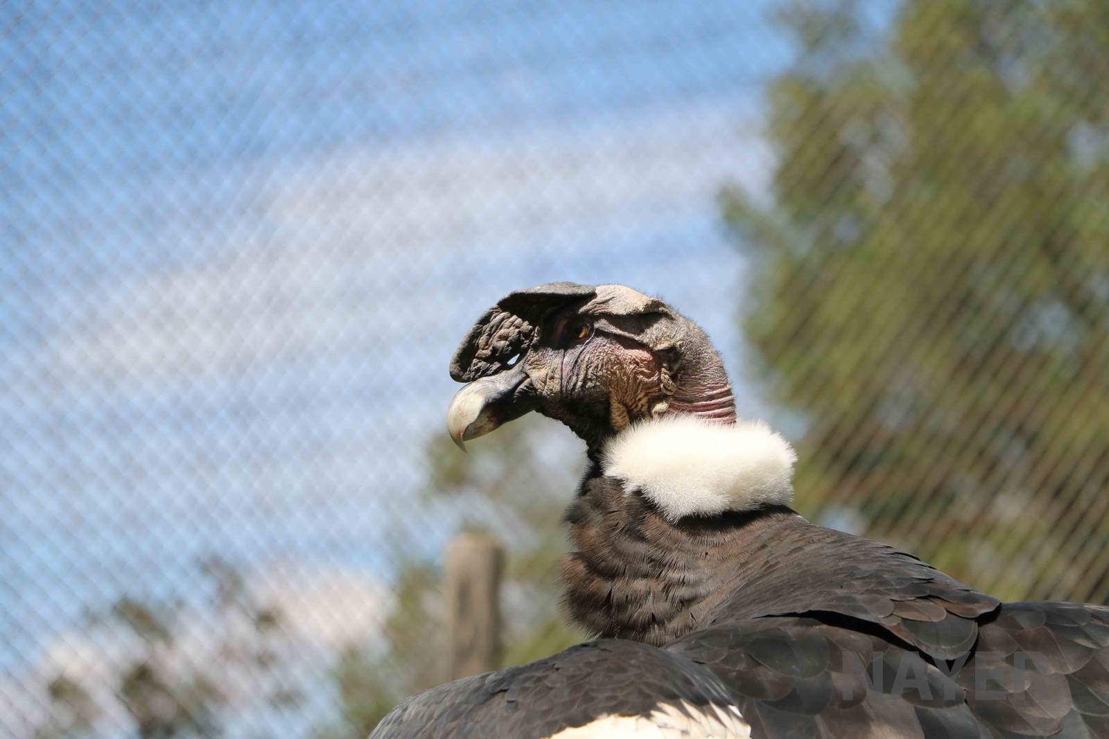 Andean condor, March 2016