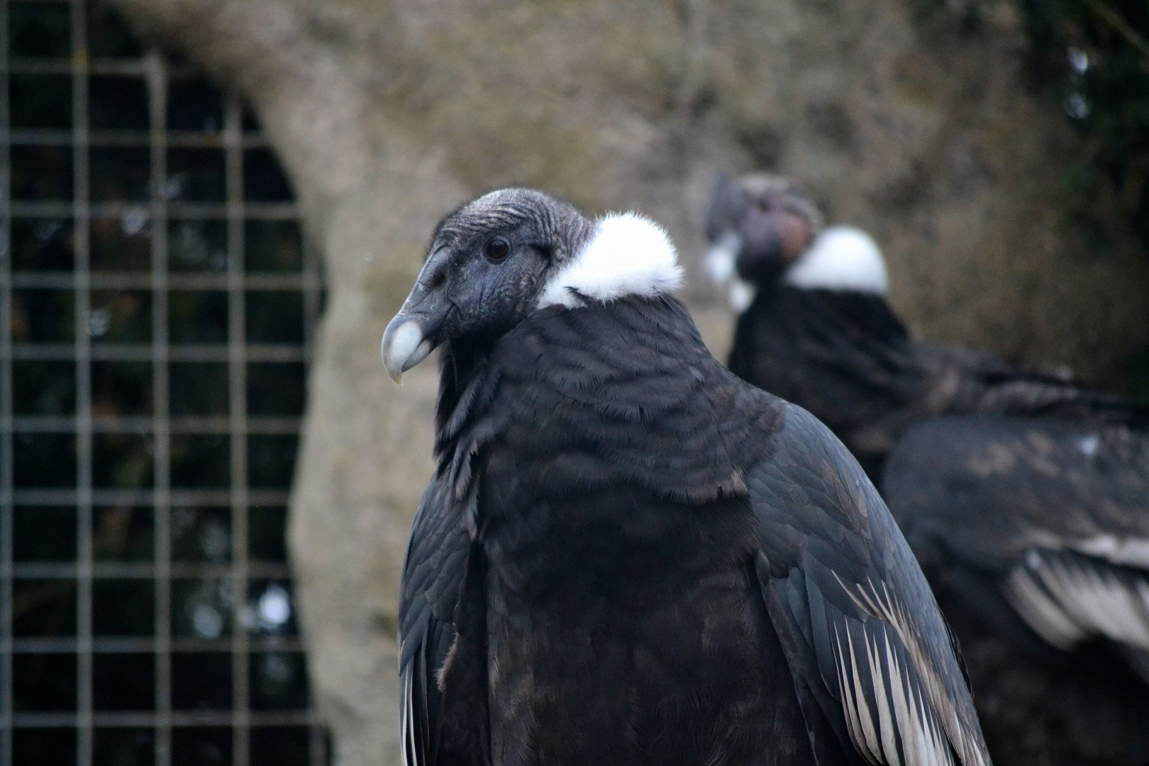 Andean Condor - March 2017