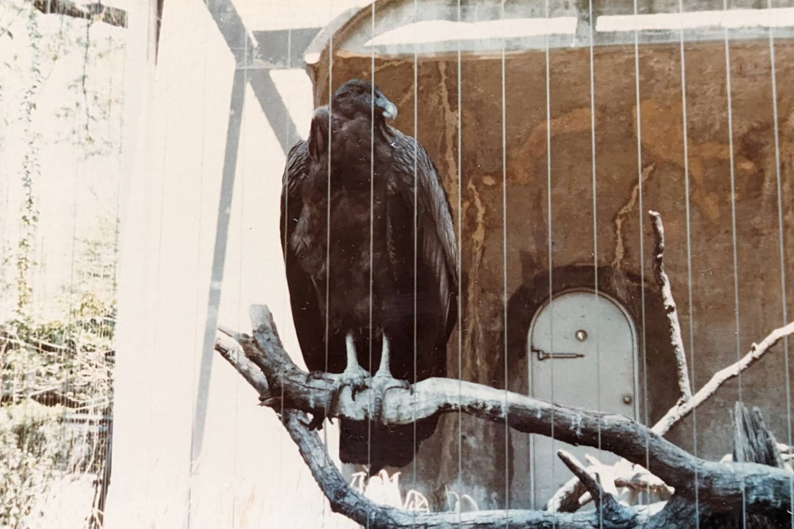 Andean Condor (May 1982)