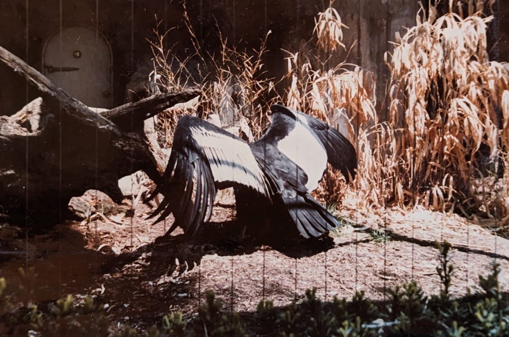 Andean Condor (May 1982)