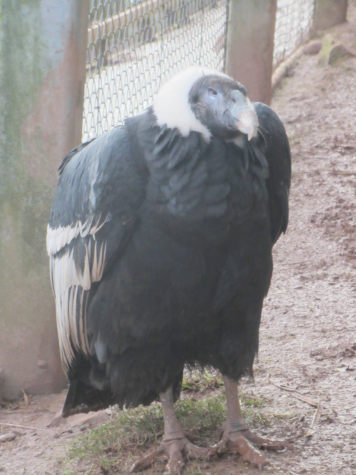 Andean Condor - Millie