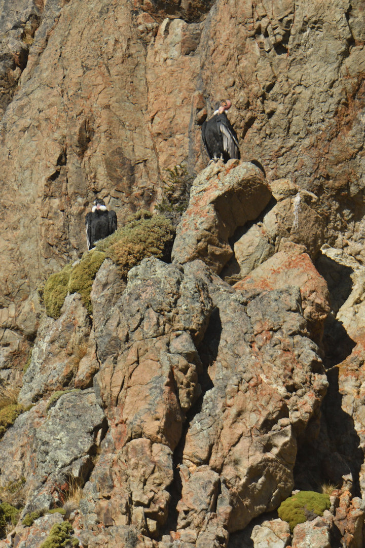 Andean Condor nest