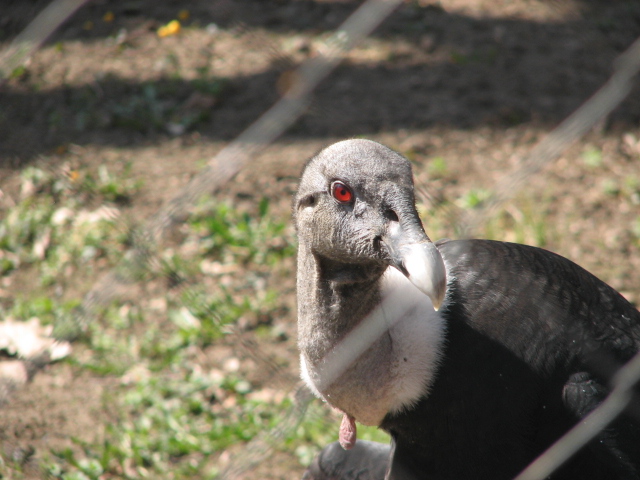 Andean condor portrait