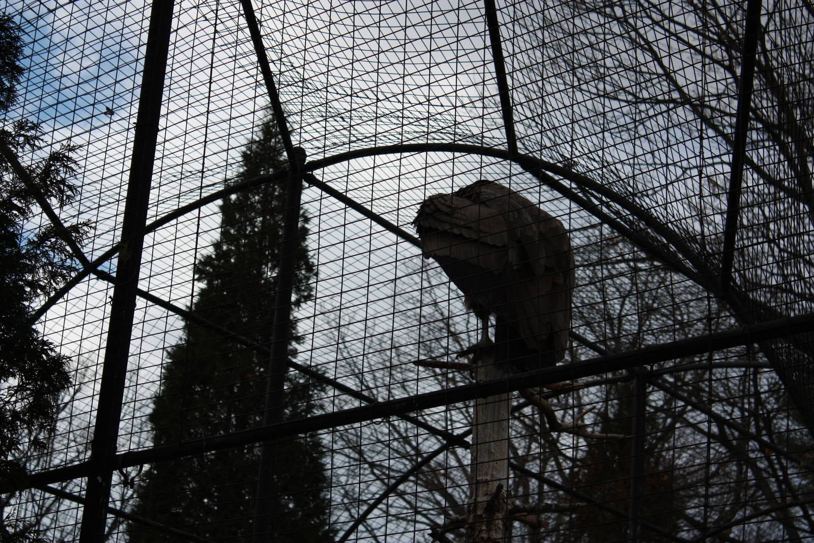 Andean Condor Preening
