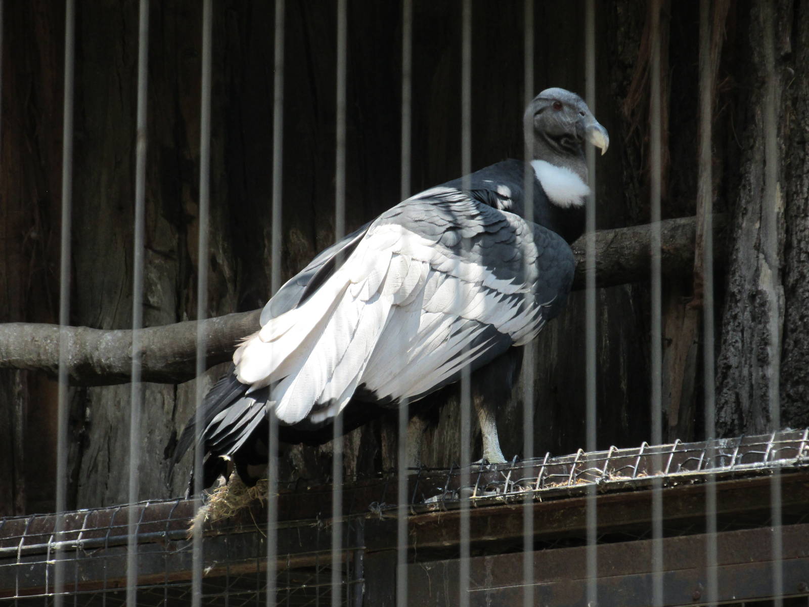 Andean condor San juan de aragon zoo