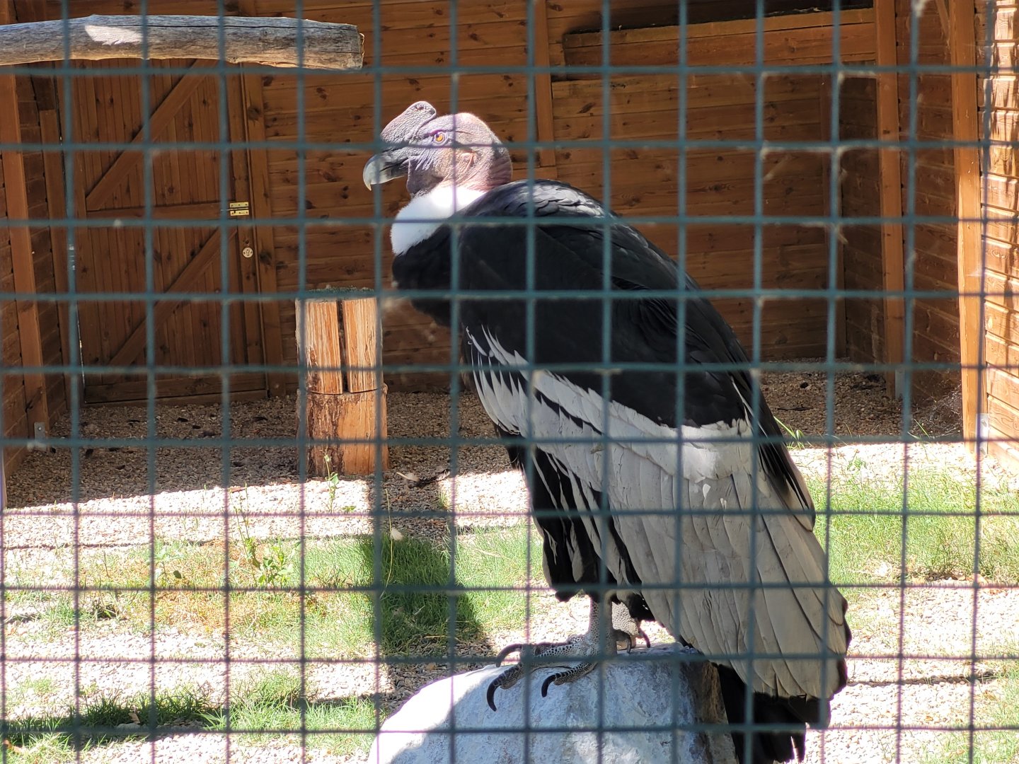Andean condor -Sendaviva (2024)