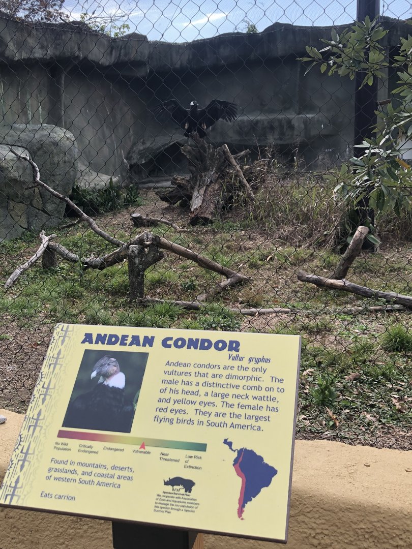 Andean Condor sunning
