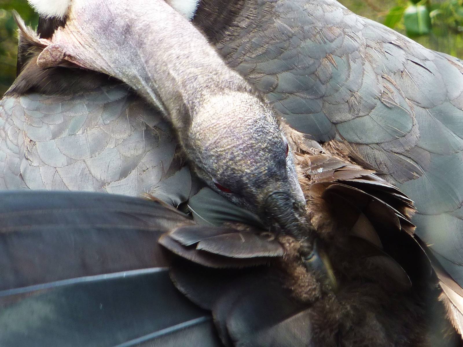Andean Condor, Taronga Zoo - 13 Nov 2009
