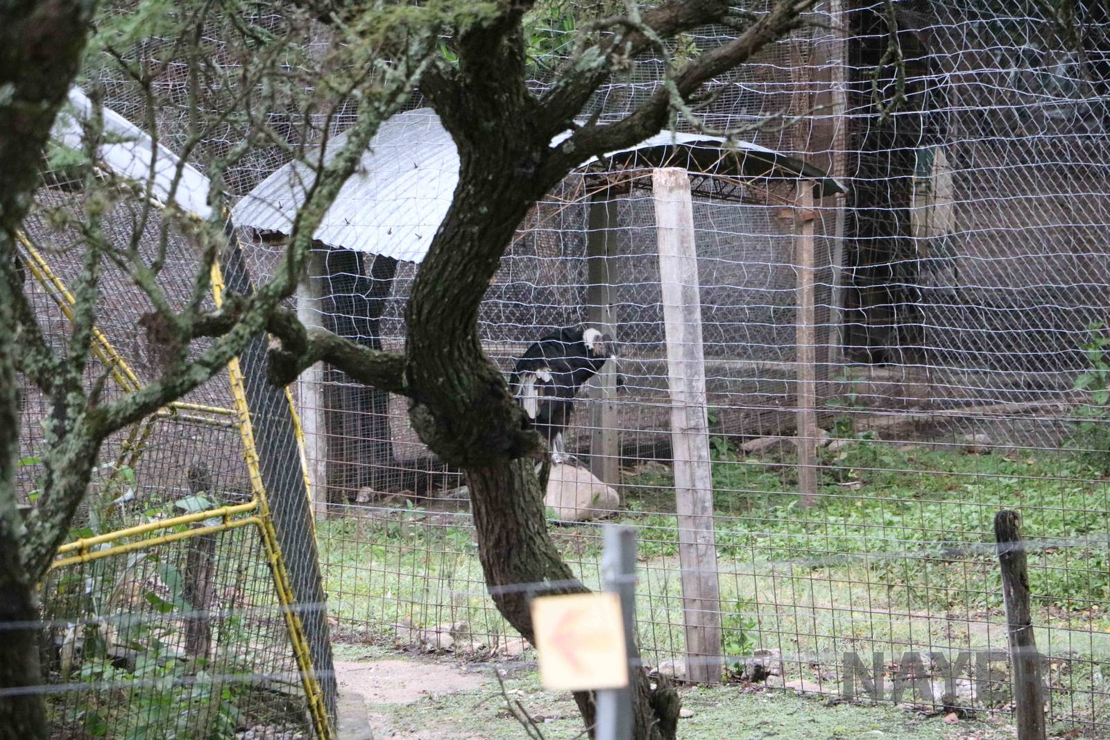Andean condor - Tatu Carreta, April 2016.