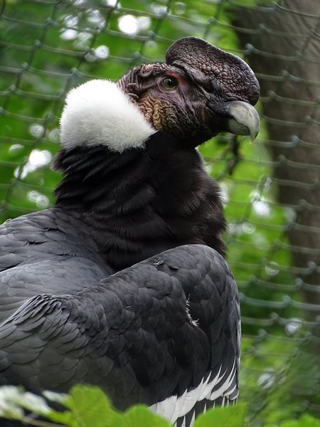 Andean condor (Vultur gryphus) (07/22)