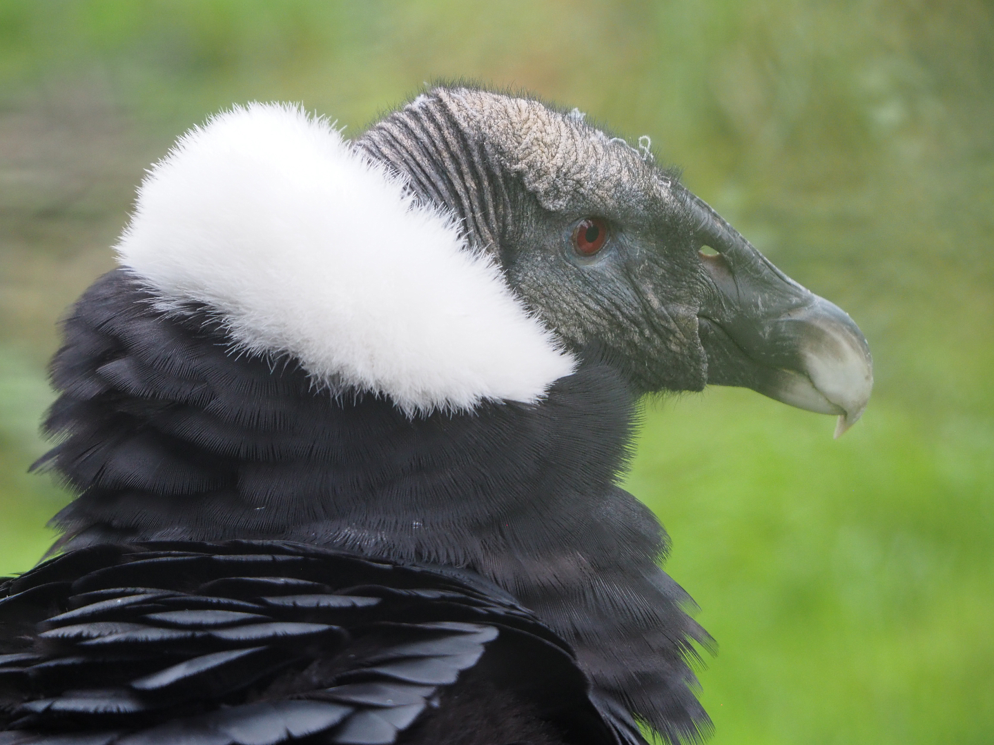 Andean condor (Vultur gryphus), 2022-09-14