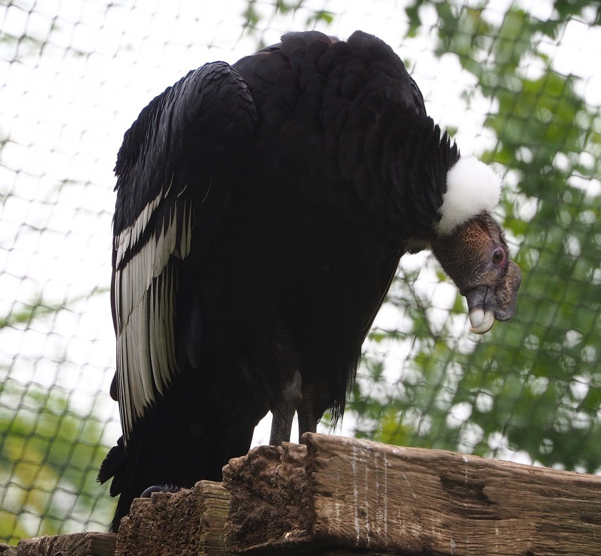 Andean condor (Vultur gryphus), 2023-05-15