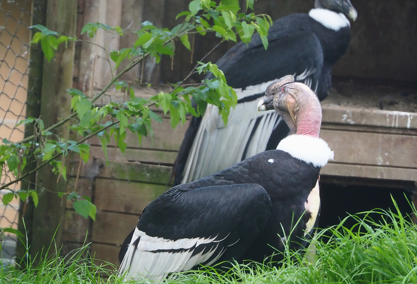 Andean condor (Vultur gryphus), 2023-05-16